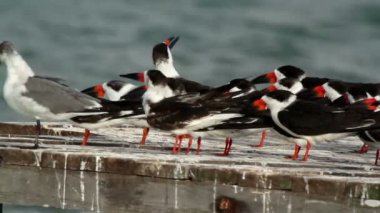 ria largartos, Meksika siyah şapka kuşların büyük bir akın