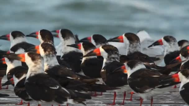 A large flock of black skimmer birds in ria largartos — Stock Video