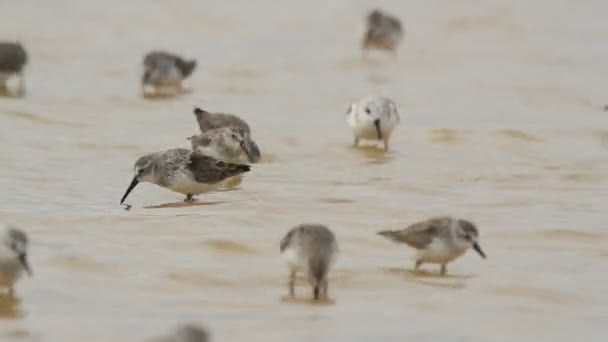 Kudde van kleine vogels in de wateren rand in ria largartos — Stockvideo