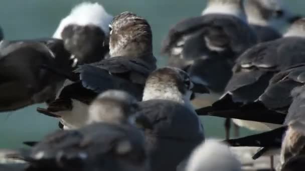 A flock of laughing gulls on a pier in ria largartos — Stock Video