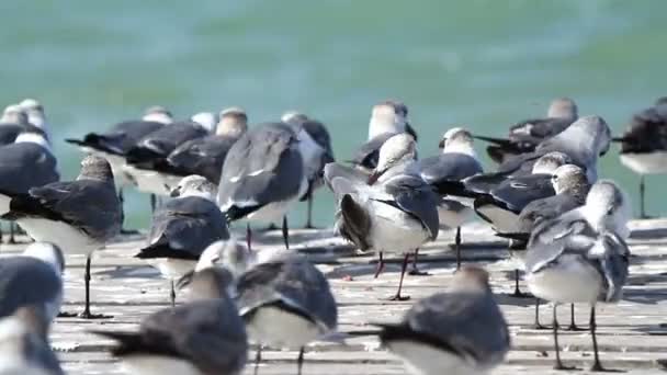 A flock of laughing gulls on a pier in ria largartos — Stock Video