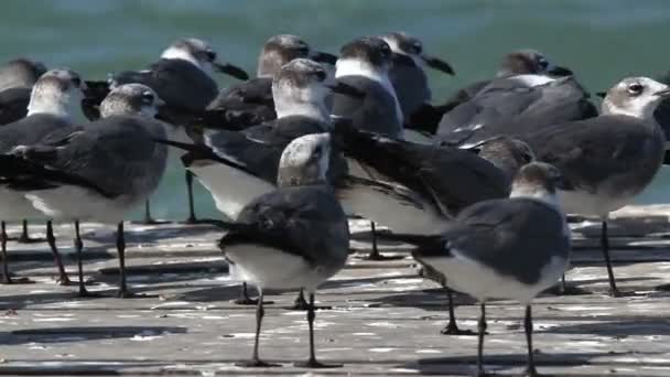 En flock skrattar måsar på en brygga i ria largartos — Stockvideo
