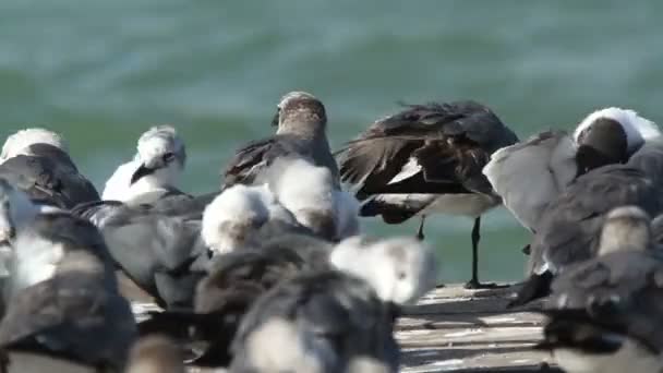 En flock skrattar måsar på en brygga i ria largartos — Stockvideo