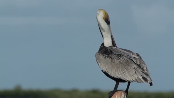 Pellicano bruno vicino alla laguna in ria largartos, Messico — Video Stock