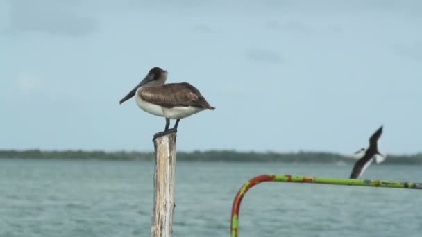 Pellicano bruno vicino alla laguna in ria largartos, Messico — Video Stock