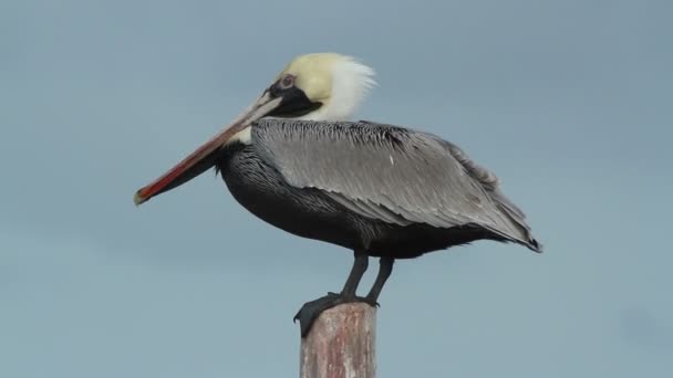 Pellicano bruno vicino alla laguna in ria largartos, Messico — Video Stock