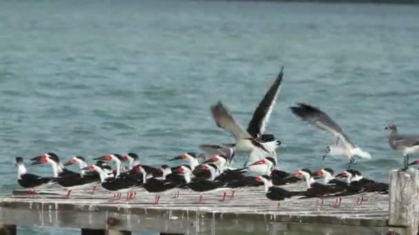 En stor flock av svart skimmer fåglar i ria largartos, Mexiko — Stockvideo