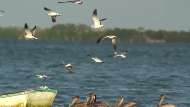 Måsarna flyger runt en fiskebåt i ria largartos, Mexiko — Stockvideo