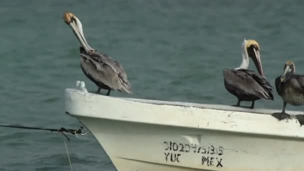 Pélicans bruns et autres oiseaux (ria largartos, Mexique) — Video