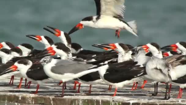 A large flock of black skimmer birds in ria largartos, mexico — Stock Video