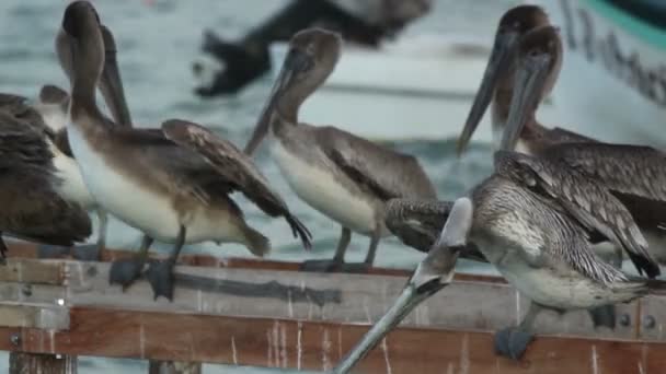 Pelicanos castanhos e outras aves em ria largartos, México — Vídeo de Stock