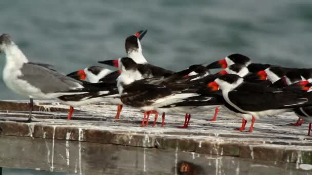 A large flock of black skimmer birds in ria largartos, mexico — Stock Video