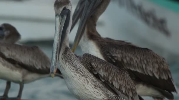 Pelicanos castanhos e outras aves em ria largartos, México — Vídeo de Stock