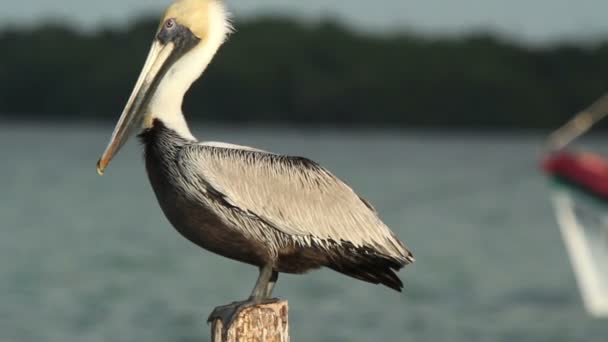 Bruine pelikanen en andere vogels op ria largartos, mexico — Stockvideo