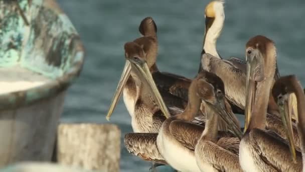 Pellicani bruni e altri uccelli selvatici in ria largartos, Messico — Video Stock