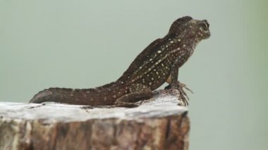 bir atış bir iguana Meksika