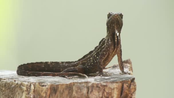 Kieliszek z iguana w Meksyku — Wideo stockowe