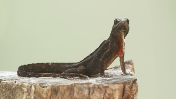 Una foto de una iguana en México — Vídeo de stock