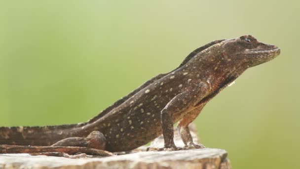 Un tir d'iguane au Mexique — Video