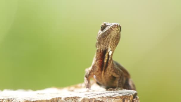 Una foto de una iguana en México — Vídeo de stock