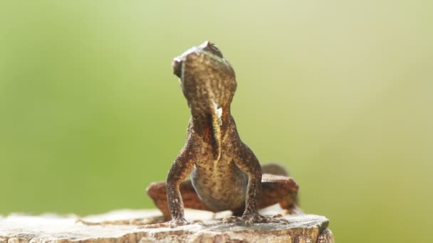 Uma foto de uma iguana no México — Vídeo de Stock