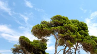 gökyüzündeki bulutlar rüzgarda yavaşça hareket çam ağaçları ile vurdu.