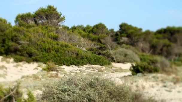 Bella scena sulla spiaggia in colonia sant jordi a Maiorca — Video Stock