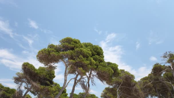 Clouds in the sky shot through pine trees moving gently in the wind — Stock Video