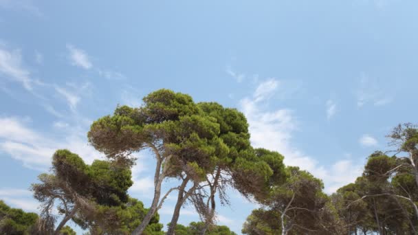 Wolken am Himmel schossen durch Kiefern, die sich sanft im Wind bewegten — Stockvideo