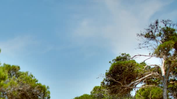 Nuages dans le ciel projetés à travers les pins se déplaçant doucement dans le vent 