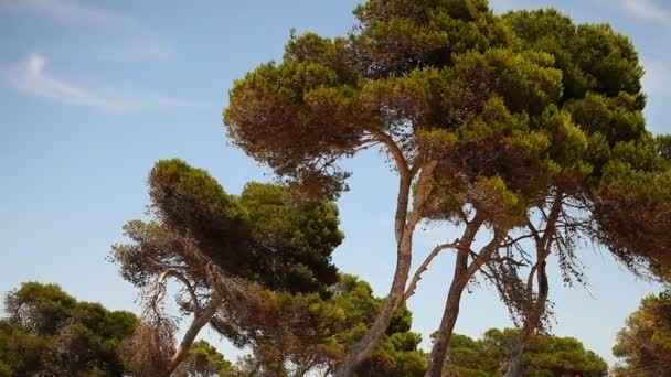 Gökyüzündeki bulutlar rüzgarda yavaşça hareket çam ağaçları ile vurdu. — Stok video