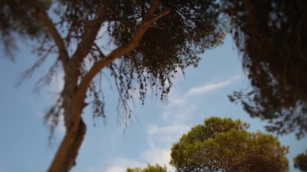 Nubes en el cielo dispararon a través de pinos moviéndose suavemente en el viento — Vídeos de Stock