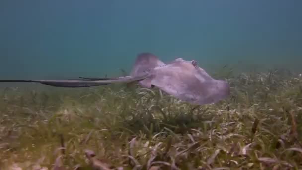 Un manta ray filmado bajo el agua en el mar Caribe mexicano — Vídeos de Stock