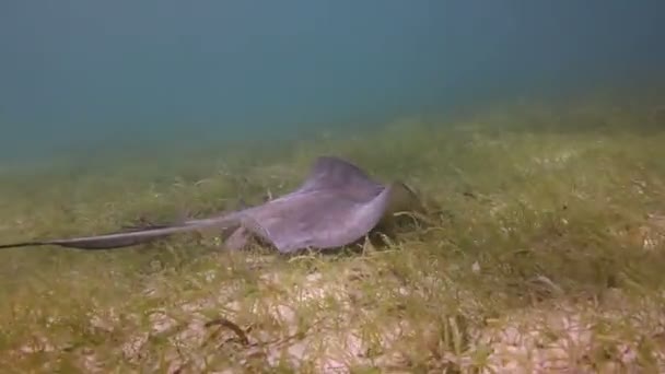 A manta ray filmed underwater in the mexican caribbean sea — Stock Video