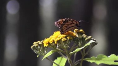 şaşırtıcı monarch kelebek kutsal yer Meksika