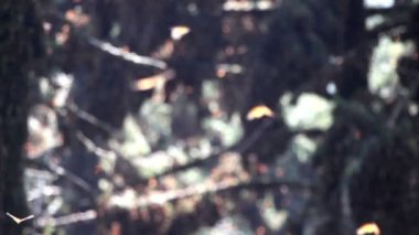 şaşırtıcı monarch kelebek kutsal yer Meksika