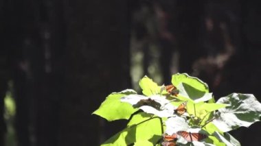 şaşırtıcı monarch kelebek kutsal yer Meksika