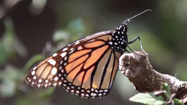 El asombroso santuario de mariposas monarca en México — Vídeo de stock