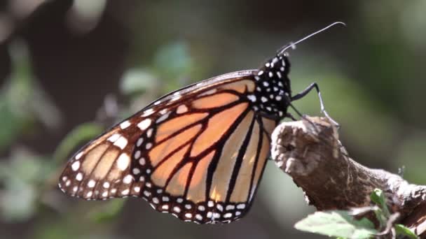 L'incroyable sanctuaire de papillons monarques au Mexique 
