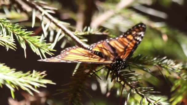 Şaşırtıcı monarch kelebek kutsal yer Meksika — Stok video