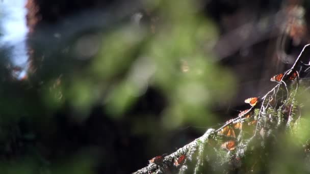 Úžasný monarch butterfly sanctuary v Mexiku — Stock video