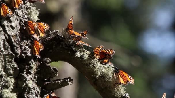 Den fantastiska monarch butterfly sanctuary i Mexiko — Stockvideo