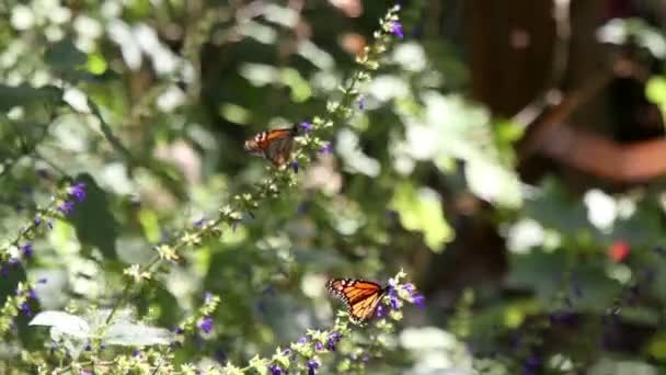 El asombroso santuario de mariposas monarca en México — Vídeos de Stock