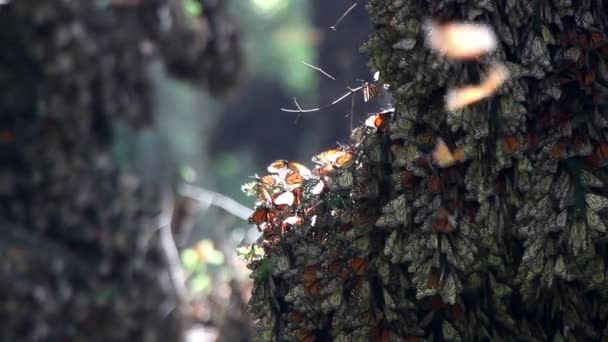 Şaşırtıcı monarch kelebek kutsal yer Meksika — Stok video