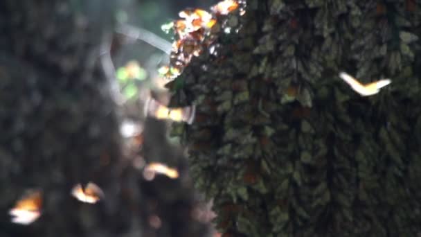 Дивовижний монарх метелик заповідник в мексиці — стокове відео