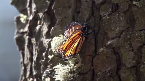Дивовижний монарх метелик заповідник в мексиці — стокове відео