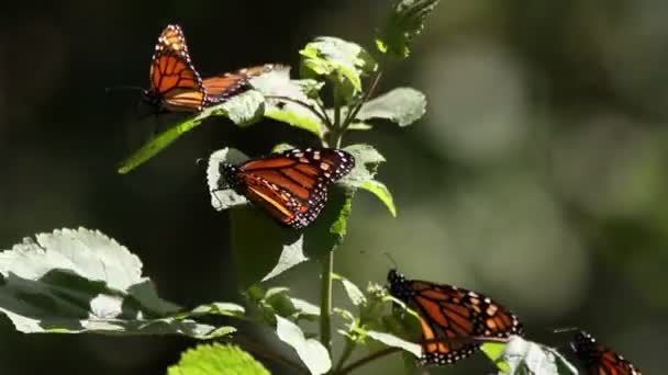 Şaşırtıcı monarch kelebek kutsal yer Meksika — Stok video