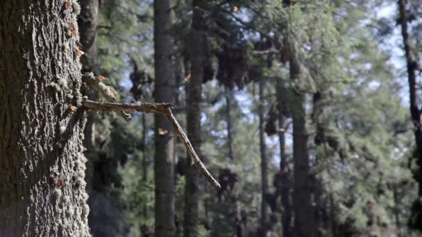 The amazing monarch butterfly sanctuary in mexico — Stock Video