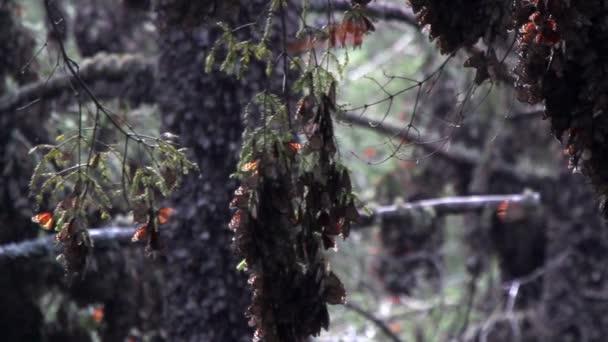 Niesamowite sanktuarium monarch butterfly w Meksyku — Wideo stockowe