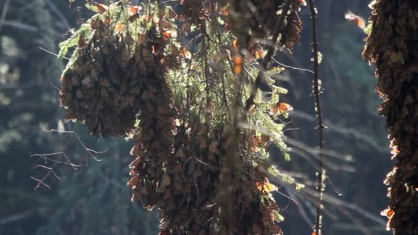 El asombroso santuario de mariposas monarca en México — Vídeo de stock